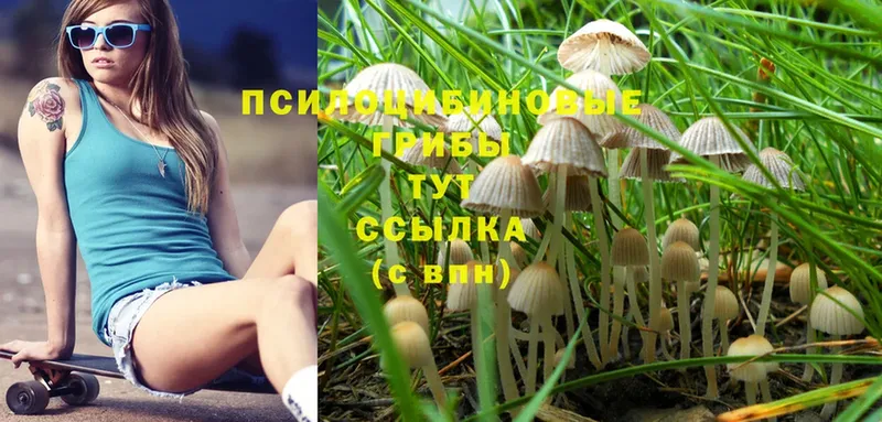 omg tor  Михайловск  Псилоцибиновые грибы MAGIC MUSHROOMS 